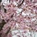 Horticultural March Buds and Blooms at Arlington National Cemetery