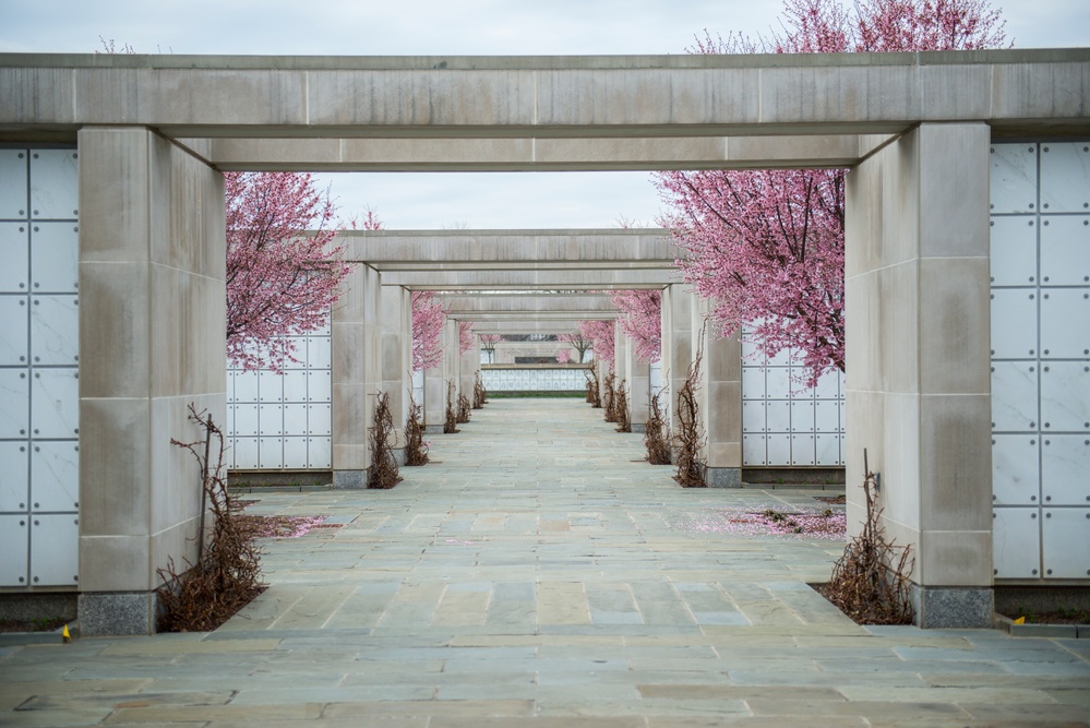 Horticultural March Buds and Blooms at Arlington National Cemetery