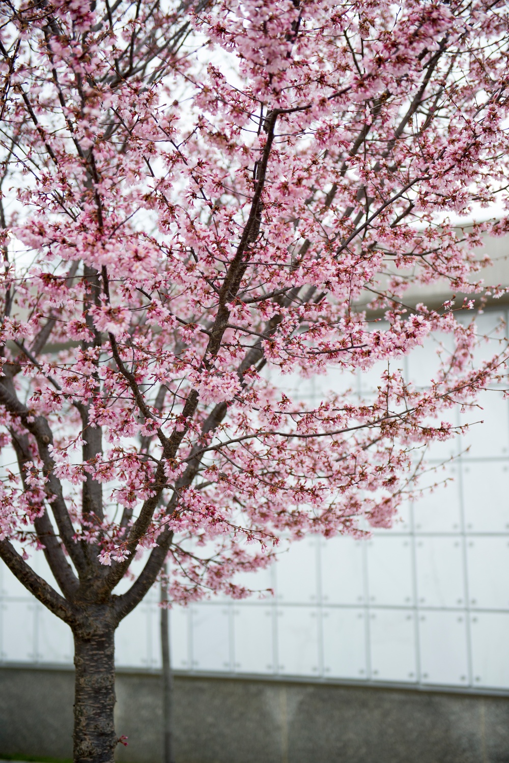 Horticultural March Buds and Blooms at Arlington National Cemetery