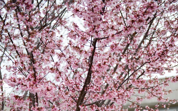 Horticultural March Buds and Blooms at Arlington National Cemetery