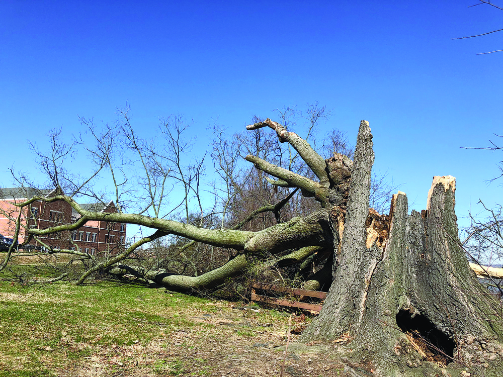 The Wisdom Tree -- Gone with the wind