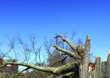 The Wisdom Tree -- Gone with the wind
