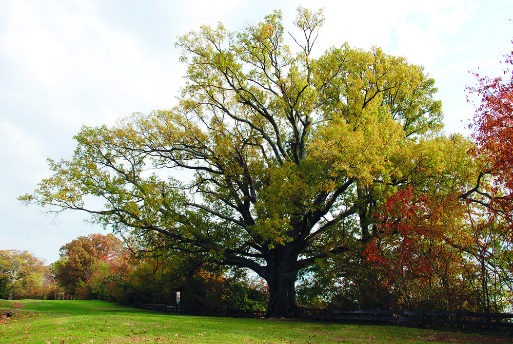 Wisdom Tree--Gone with the wind