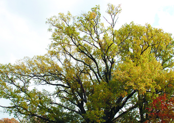 Wisdom Tree--Gone with the wind