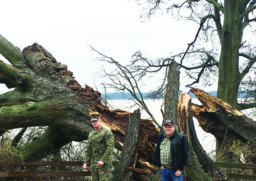 Wisdom Tree--Gone with the wind