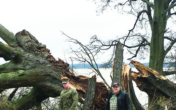 Wisdom Tree--Gone with the wind