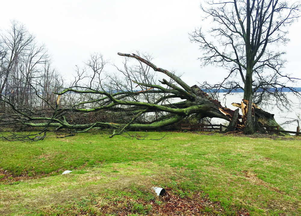 Wisdom Tree--Gone with the wind