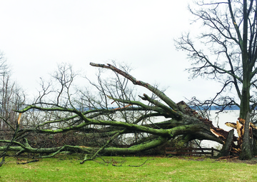 Wisdom Tree--Gone with the wind