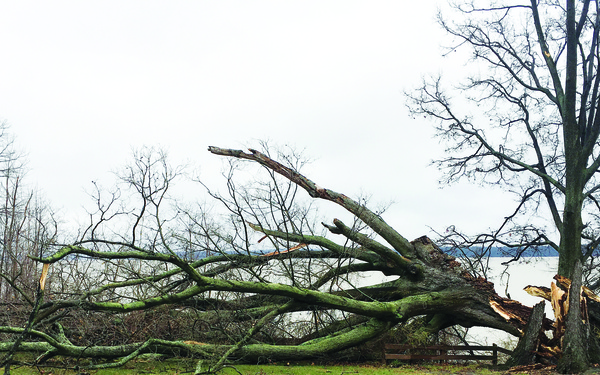 Wisdom Tree--Gone with the wind