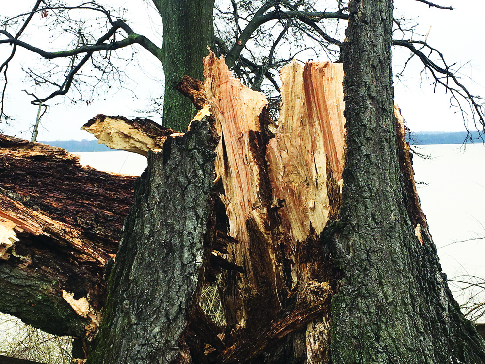 Wisdom Tree--Gone with the wind