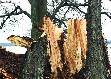 Wisdom Tree--Gone with the wind