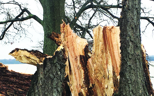 Wisdom Tree--Gone with the wind