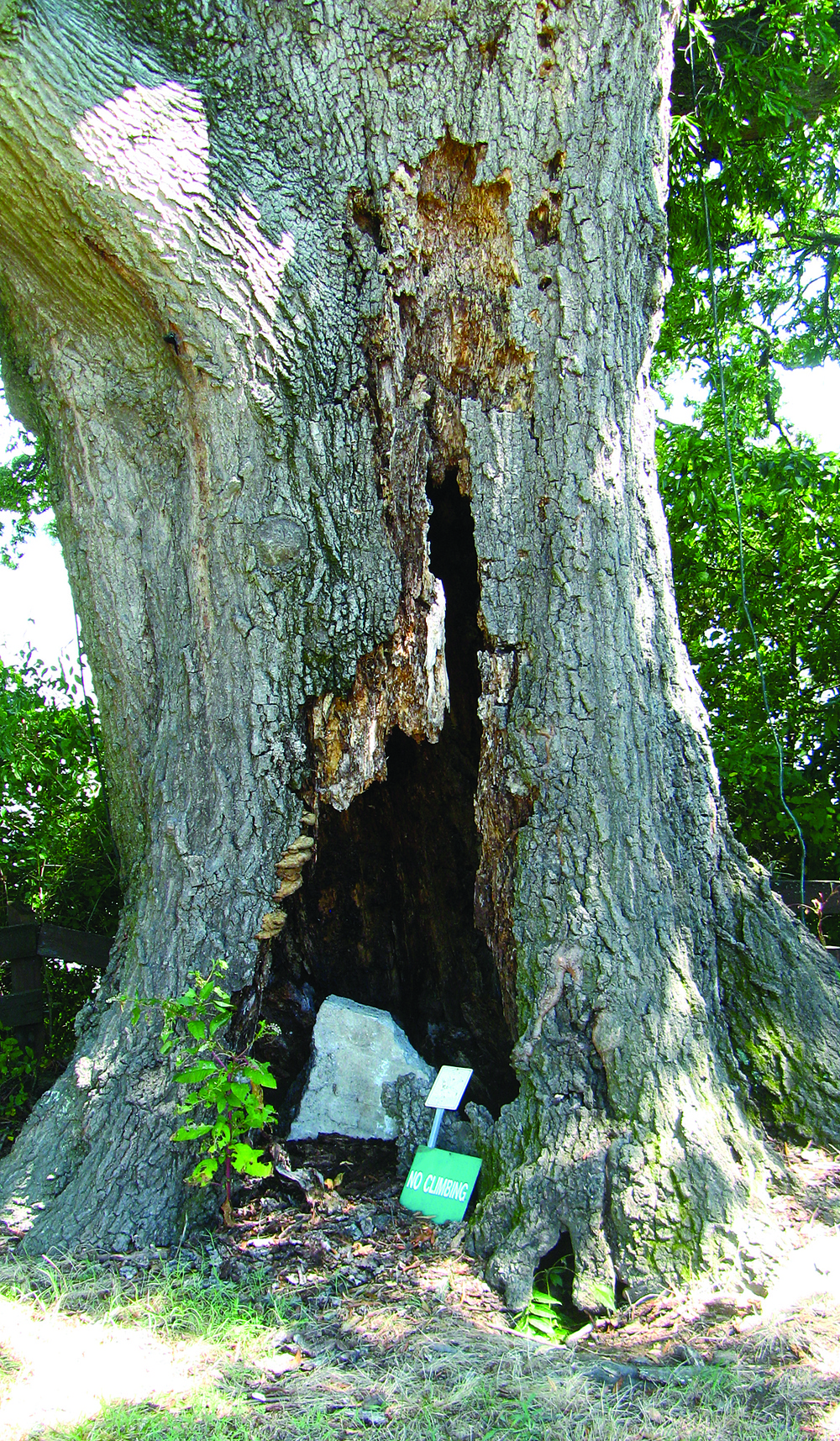 Wisdom Tree--Gone with the wind