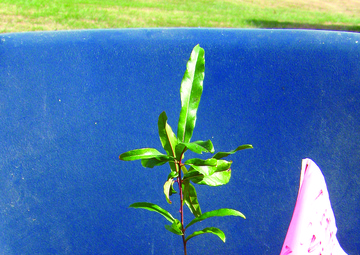 Wisdom Tree--Gone with the wind