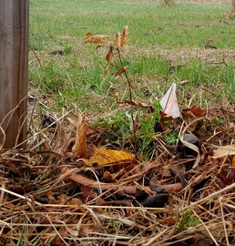 Wisdom Tree--Gone with the wind