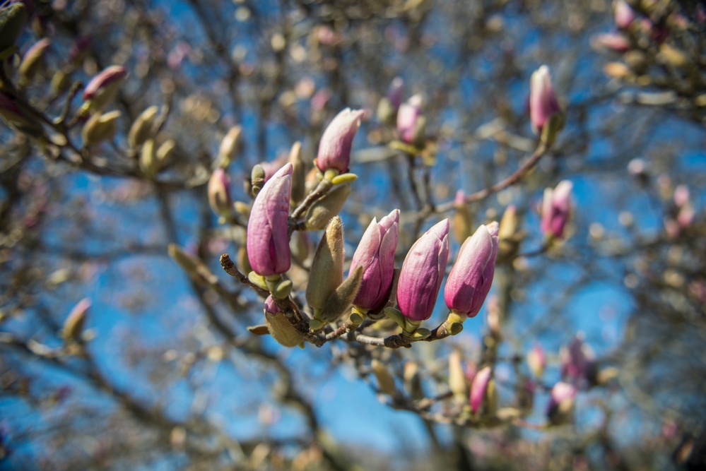 Horticultural March Buds and Blooms at Arlington National Cemetery