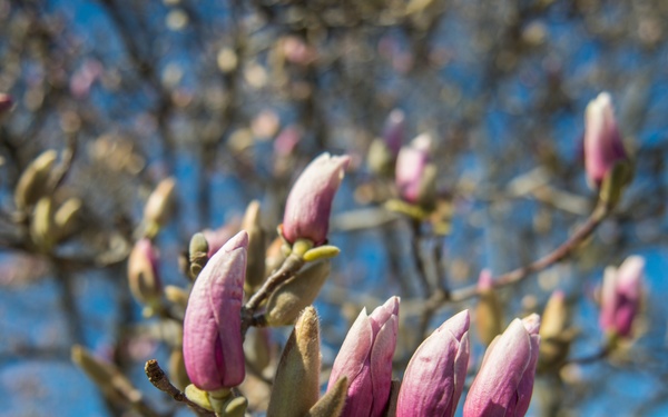 Horticultural March Buds and Blooms at Arlington National Cemetery