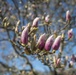 Horticultural March Buds and Blooms at Arlington National Cemetery
