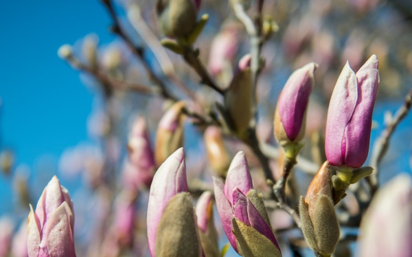 Horticultural March Buds and Blooms at Arlington National Cemetery