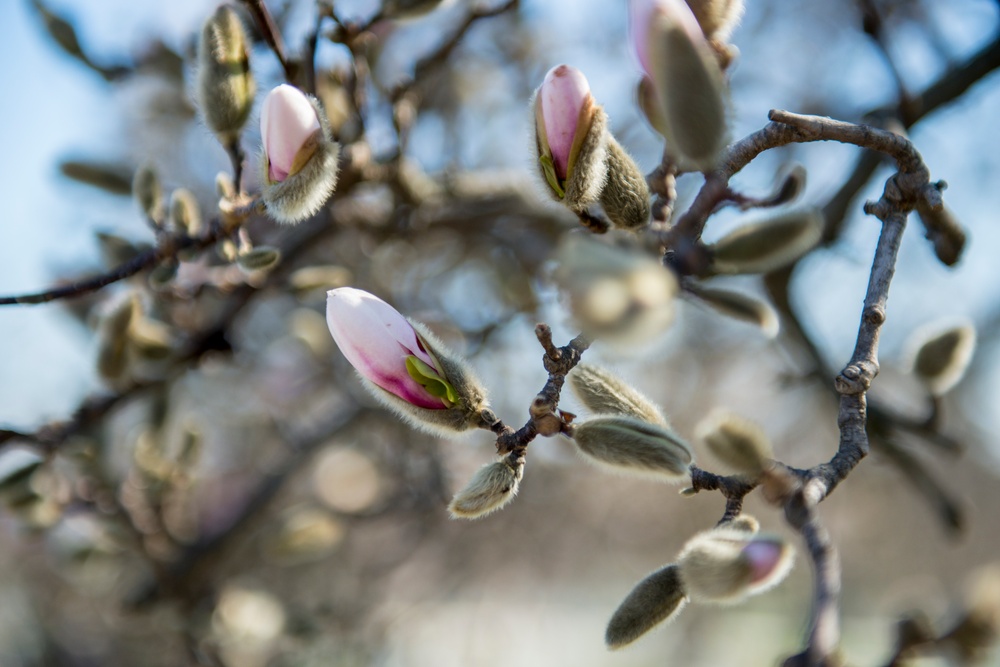 Horticultural March Buds and Blooms at Arlington National Cemetery