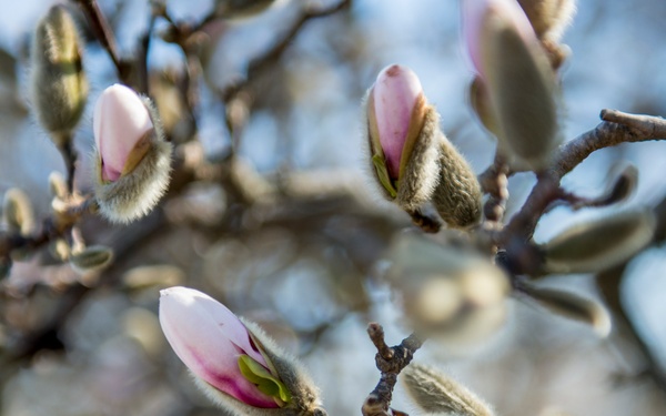 Horticultural March Buds and Blooms at Arlington National Cemetery