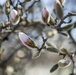 Horticultural March Buds and Blooms at Arlington National Cemetery