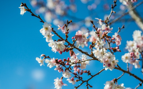 Horticultural March Buds and Blooms at Arlington National Cemetery