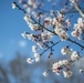 Horticultural March Buds and Blooms at Arlington National Cemetery
