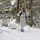 Cold-Weather Operations Course Class 18-06 students practice snowshoeing at Fort McCoy