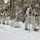 Cold-Weather Operations Course Class 18-06 students practice snowshoeing at Fort McCoy