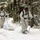 Cold-Weather Operations Course Class 18-06 students practice snowshoeing at Fort McCoy Cold-Weather Operations Course Class 18-06 students practice snowshoeing at Fort McCoy