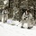 Cold-Weather Operations Course Class 18-06 students practice snowshoeing at Fort McCoy Cold-Weather Operations Course Class 18-06 students practice snowshoeing at Fort McCoy