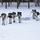 Cold-Weather Operations Course Class 18-06 students practice snowshoeing at Fort McCoy Cold-Weather Operations Course Class 18-06 students practice snowshoeing at Fort McCoy