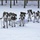 Cold-Weather Operations Course Class 18-06 students practice snowshoeing at Fort McCoy Cold-Weather Operations Course Class 18-06 students practice snowshoeing at Fort McCoy