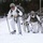 Cold-Weather Operations Course Class 18-06 students practice snowshoeing at Fort McCoy Cold-Weather Operations Course Class 18-06 students practice snowshoeing at Fort McCoy