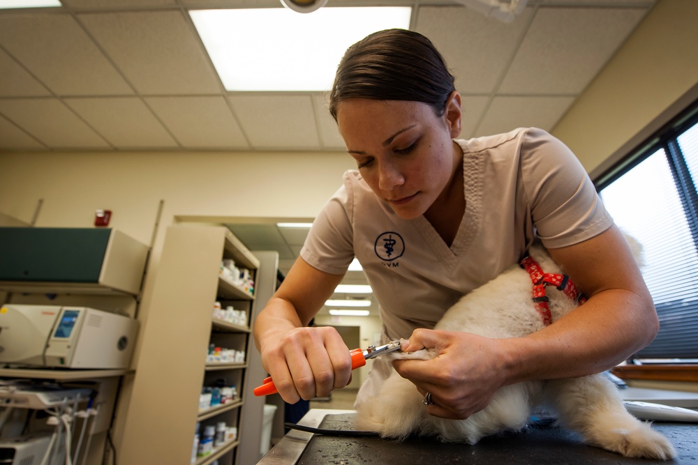 Vet Clinic provides care for MWD’s, family pets