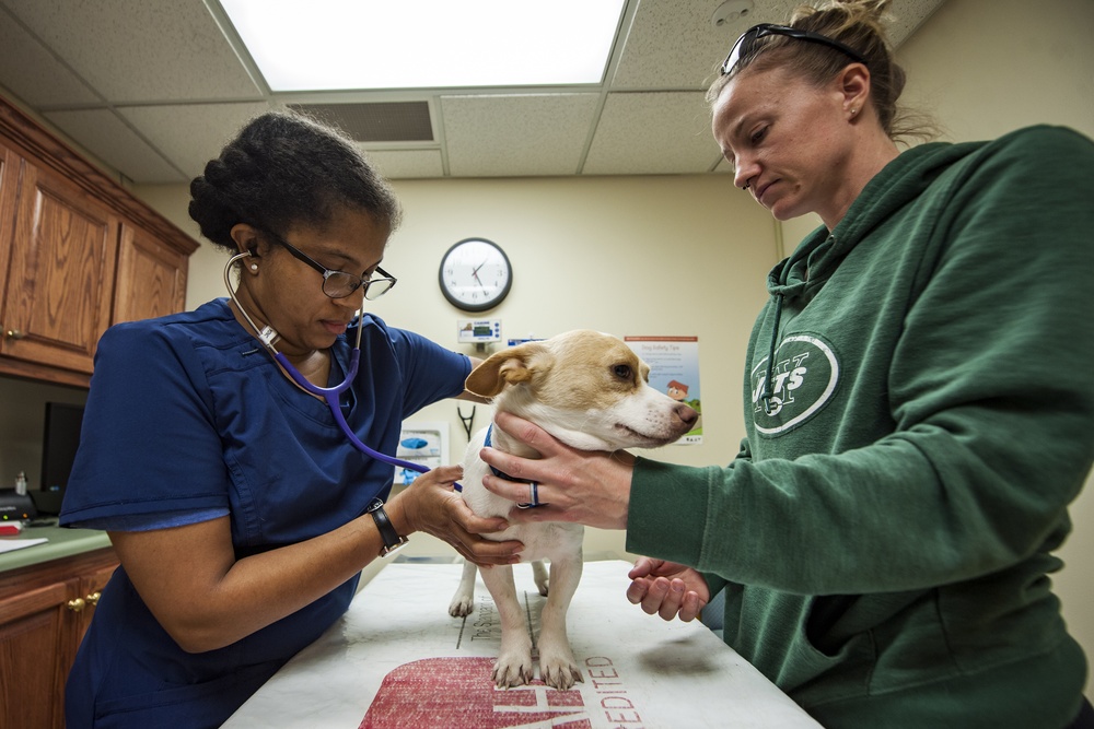 Vet Clinic provides care for MWD’s, family pets