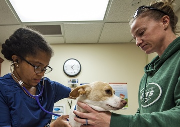 Vet Clinic provides care for MWD’s, family pets