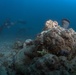 Naval Base Guam Coral Reef Monitoring