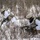 Combined Arms Live Fire Exercise