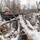 Combined Arms Live Fire Exercise