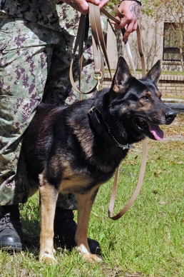 Military Working Dog Training