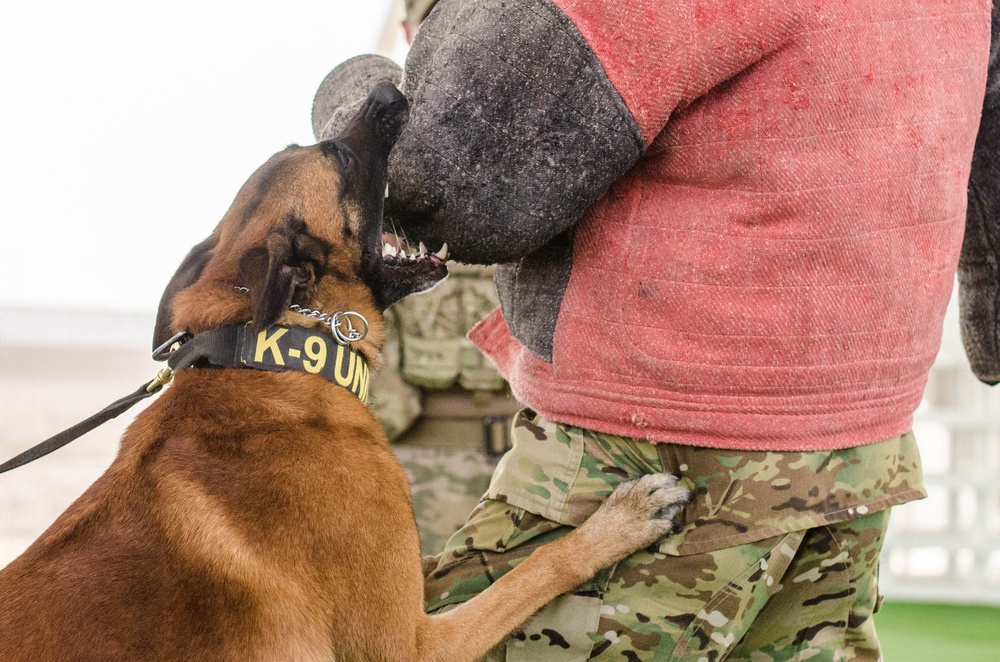 Military working dogs demonstrate controlled aggression tactics