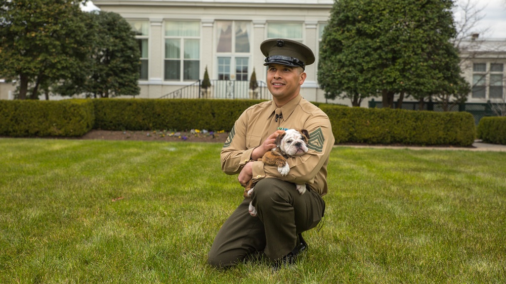 Corporal Chesty XIV meets Recruit Chesty XV