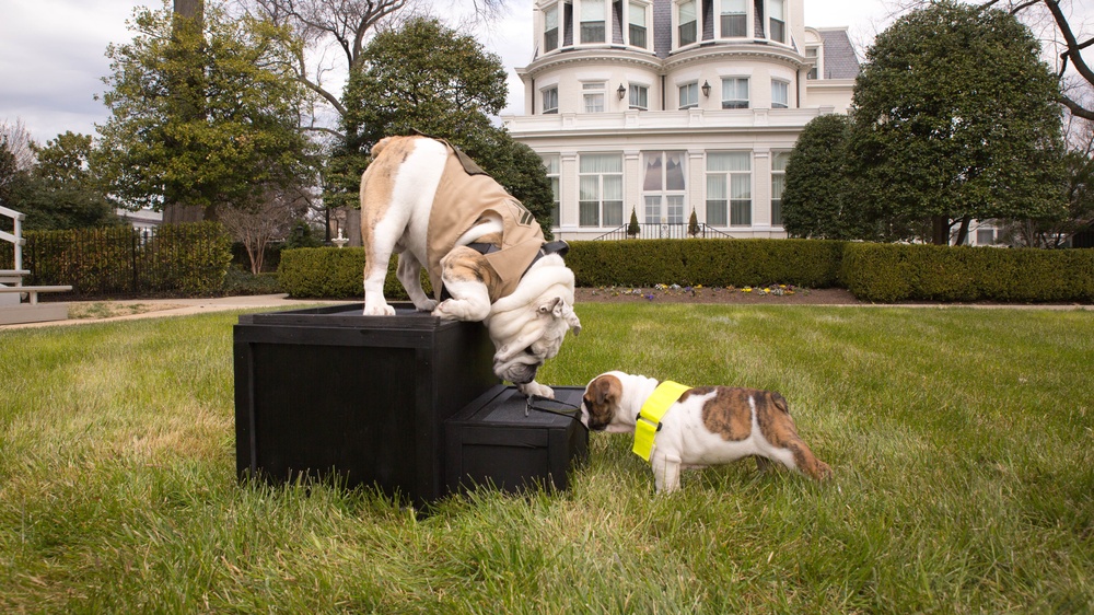 Corporal Chesty XIV meets Recruit Chesty XV