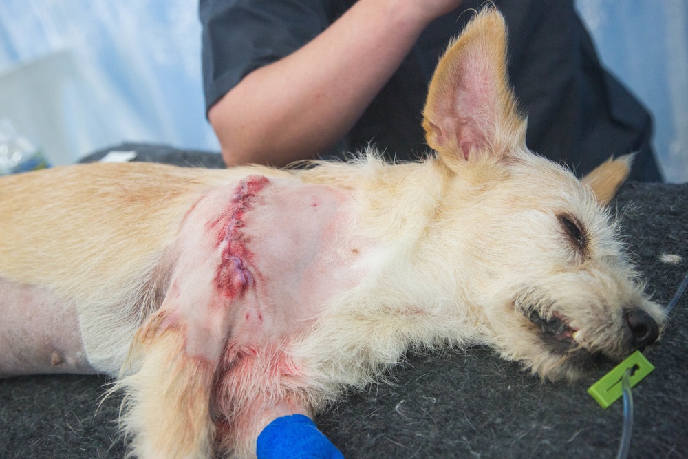 Continuing Promise 2018