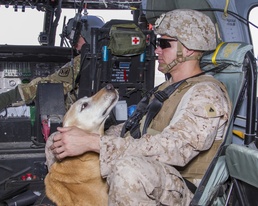 Military working dogs ride Hawks for training