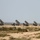 Live Fire Exercise, Israel 2018