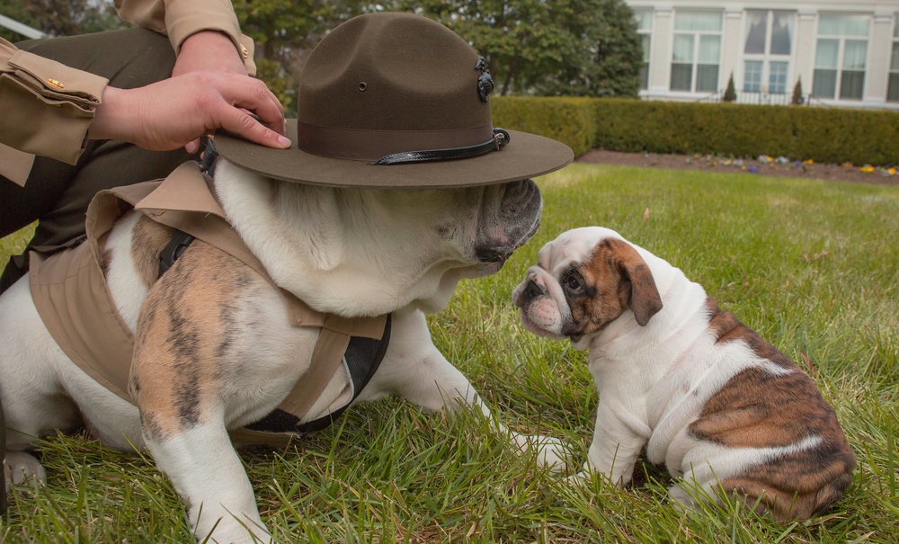 Corporal Chesty XIV meets Recruit Chesty XV