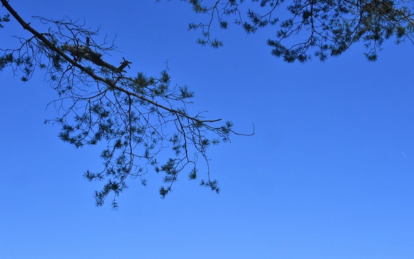 TF Viper 1-3 ARB support LFX